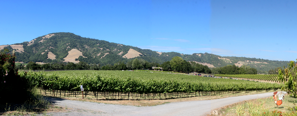 Bennett Valley Vineyard Estate